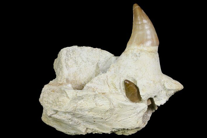 Mosasaur (Prognathodon) Jaw Section With Unerupted Tooth #150161
